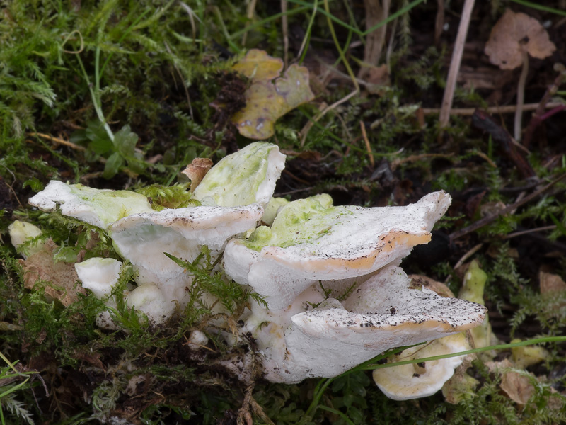 Loweomyces fractipes